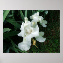 white iris poster