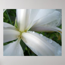 White Iris Posters