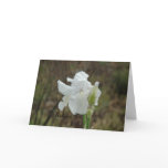 White Iris Sympathy Card
