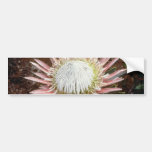white King protea (Protea cynaroides) flowers Bumper Sticker