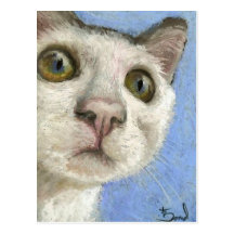White kitty postcard