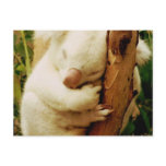 White Koala Bear Postcard