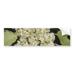 white Kukui nut (Aleurites moluccana) flowers bumper stickers