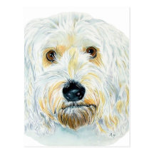 White Labradoodle Maggie Post Cards