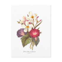 White Laurel and Convolvulus Postcard