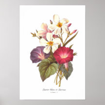 White Laurel and Convolvulus Poster