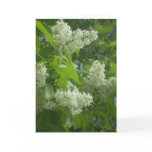 White Lilac card