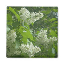 white lilac Magnet