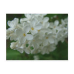 White Lilac postcards