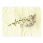 White lilac weed scanned in tissue background post cards