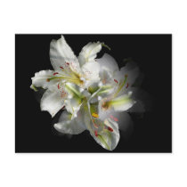 White Lilies Fantasy Post Cards