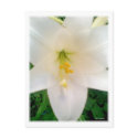 White Lilly Flower Postcard