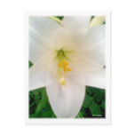 White Lilly Flower Postcard