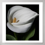 White Lilly Print
