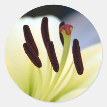 White Lily 1 Sticker