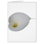 White lily and rain drops cards