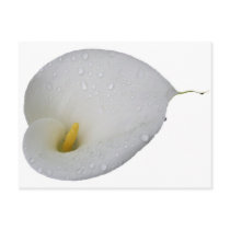 White lily and rain drops post card