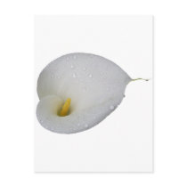 White lily and rain drops post cards