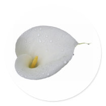 White lily and rain drops sticker