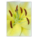White Lily cards