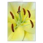 White Lily cards