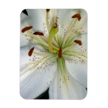White Lily Close Up Magnet