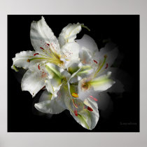 White Lily Fantasy Posters