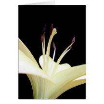 White Lily Flower Lilies Flowers Photo Card