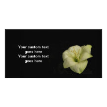 White Lily in the Night Photo Cards