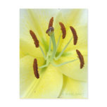 White Lily postcards