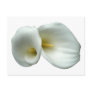 White Lily Post Cards