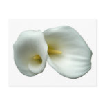 White Lily postcards