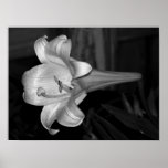 White Lily posters