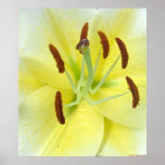 White Lily Poster posters