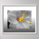 White Lily Selective Colour Poster/ Canvas Print