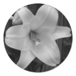 White Lily stickers