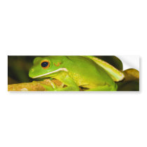 White Lipped Tree Frog Litoria Infrafrenata Bumper Stickers