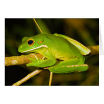 White Lipped Tree Frog Litoria Infrafrenata Greeting Cards