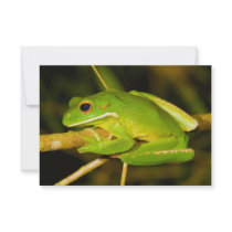 White Lipped Tree Frog Litoria Infrafrenata Personalized Announcements