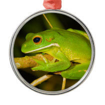 White Lipped Tree Frog Litoria Infrafrenata Christmas Ornaments