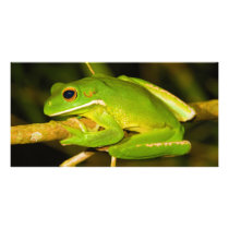 White Lipped Tree Frog Litoria Infrafrenata Photo Card