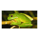 White Lipped Tree Frog Litoria Infrafrenata photo cards
