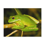 White Lipped Tree Frog Litoria Infrafrenata postcards