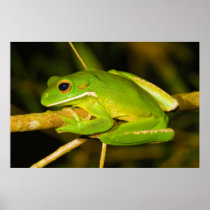 White Lipped Tree Frog Litoria Infrafrenata Poster