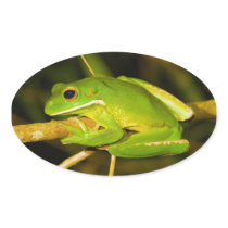 White Lipped Tree Frog Litoria Infrafrenata Oval Sticker