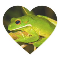 White Lipped Tree Frog Litoria Infrafrenata Stickers
