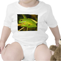 White Lipped Tree Frog Litoria Infrafrenata Creeper