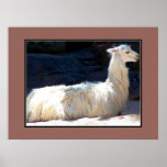 White Llama Print