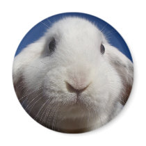 White Lop Rabbit Magnet