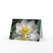 White Lotus Cards